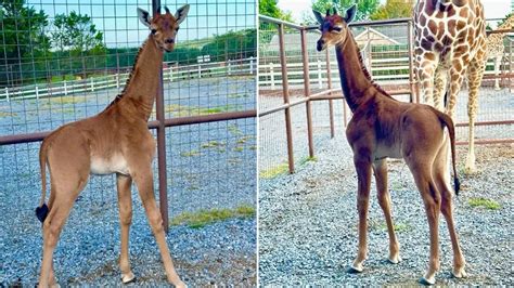 Rare spotless giraffe born at Tennessee zoo believed to be only one in ...