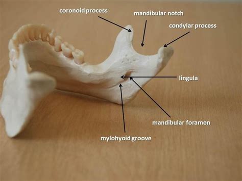 Pin by hitesh on Biology | Dental anatomy, Medical anatomy, Dental assistant study