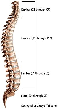 Spine Anatomy | Princeton Brain, Spine, and Sports Medicine