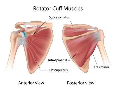 Rotator Cuff Injuries - Symptoms, Causes and What To Do - Fremantle Massage Therapy