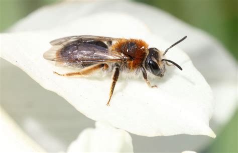 A photo guide to springtime solitary bees - All Things Wildlife.co.uk