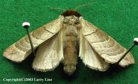 Maryland Biodiversity Project - Walnut Caterpillar Moth (Datana integerrima)