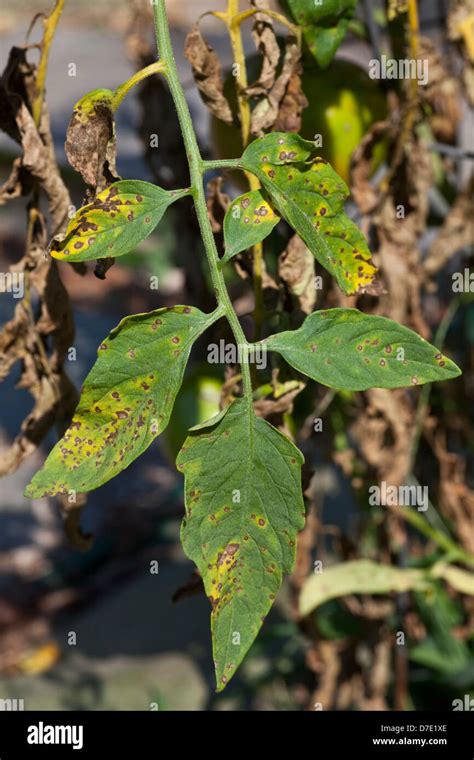 Tomato Disease, Septoria Leaf Spot Stock Photo - Alamy