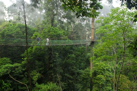 Tabin Wildlife Reserve Offers Enchanting Experience - BusinessToday