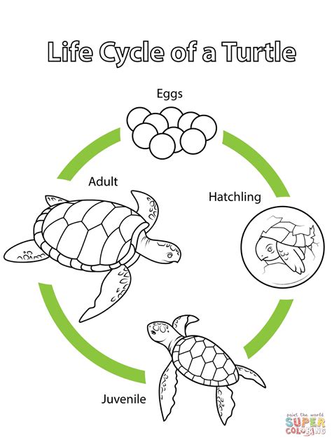 Life Cycle of a Turtle coloring page | Free Printable Coloring Pages