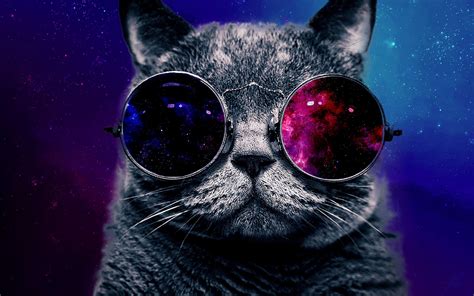 Cat With Big Glasses Wallpaper 1920x1200 | Coole katzen, Katzen tapeten, Katze mit brille