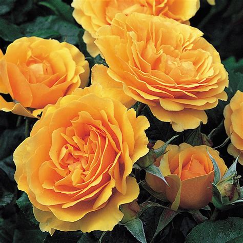 Amber Queen | Floribunda | David Austin Roses