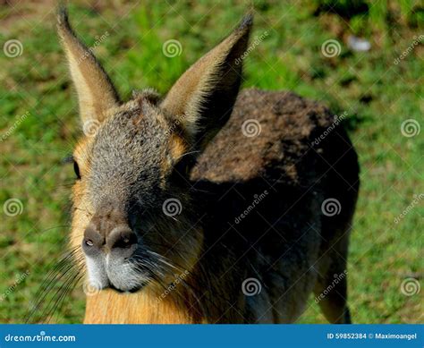 Patagonian mara stock photo. Image of breeds, like, pairs - 59852384