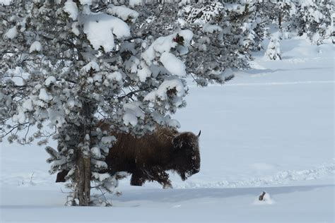 » bison-yellowstone-national-park-winter-tour