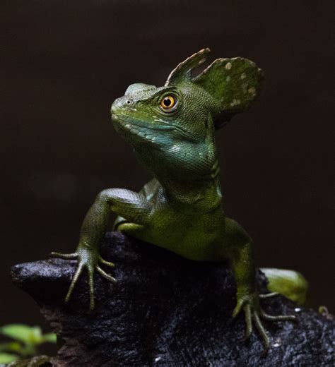 Emerald Basilisk Basiliscus plumifrons | BirdForum