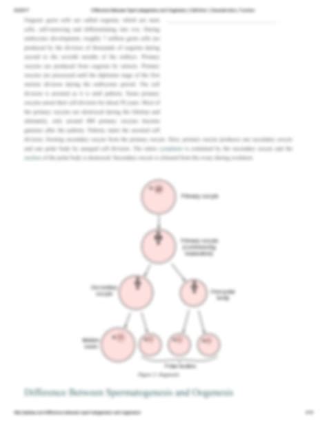 Spermatogenesis And Oogenesis Animation