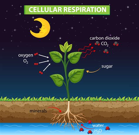 Diagram showing cellular respiration in plant 7106843 Vector Art at Vecteezy