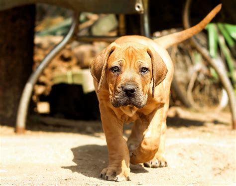 Boerboel Dog