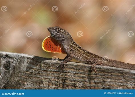 Brown Anole Lizard stock photo. Image of display, courtship - 13901012