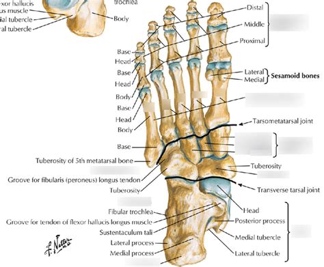 Plantar Foot Anatomy Joints