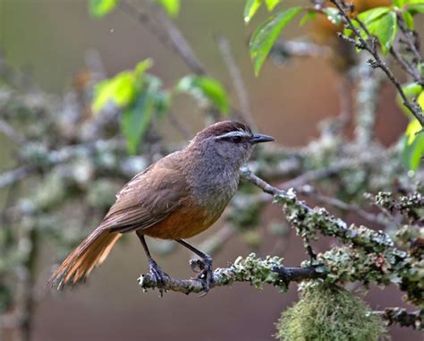 Most Beautiful Birds, Pretty Birds, Flycatcher, Bird Species, Bird ...