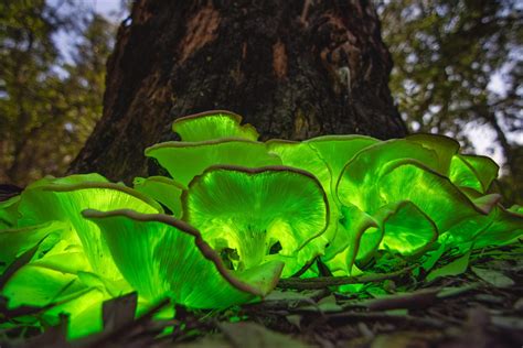 Bioluminescent,Ghost,Mushroom,(omphalotus,Nidiformis),Full,Moon ...