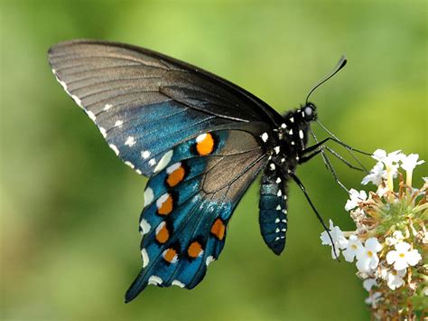 Pipevine Swallowtail