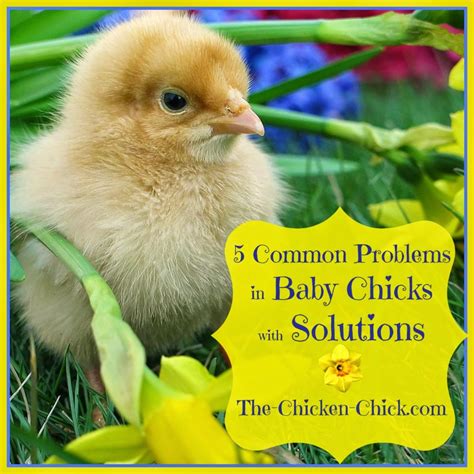 The Complete Chick Care Guide | The Chicken Chick®