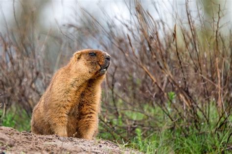 Premium Photo | Bobak marmot or marmota bobak in steppe