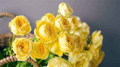 Top 5 Fragrant Roses for Your Garden – Rosaholics