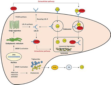 LDL receptor and pathogen processes: Functions beyond normal lipids ...