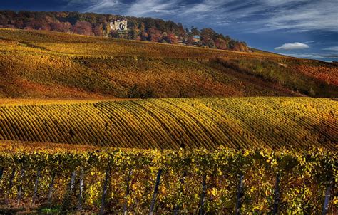 Wallpaper France, Champagne, vineyards images for desktop, section ...