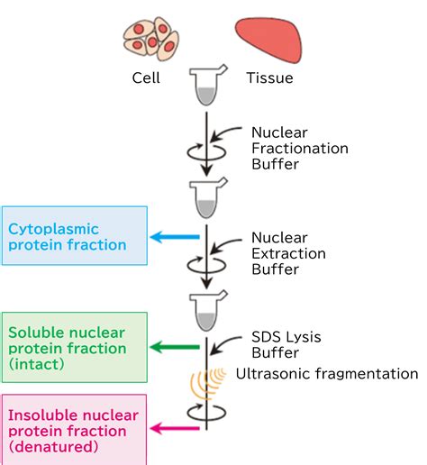 Yeast Cell Lysis Buffer Recipe | Besto Blog