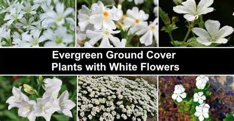 17 Ground Cover Plants with White Flowers (Pictures) - Identification Guide