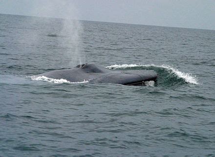 Blue whale - Wikipedia