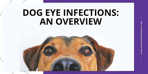 Dog eye infections: an overview - Richmond Valley Veterinary Practice