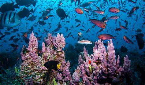 Oceans in Balance. Marine biodiversity is essential and… | by Steven T ...