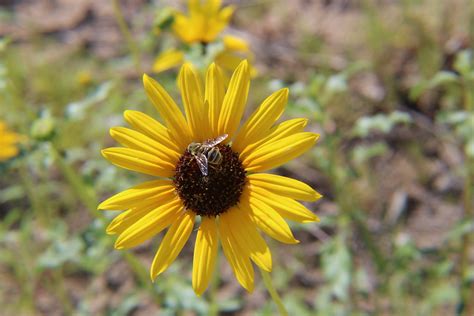IMG_1307 | Bee Pollination | Mary Scott | Flickr