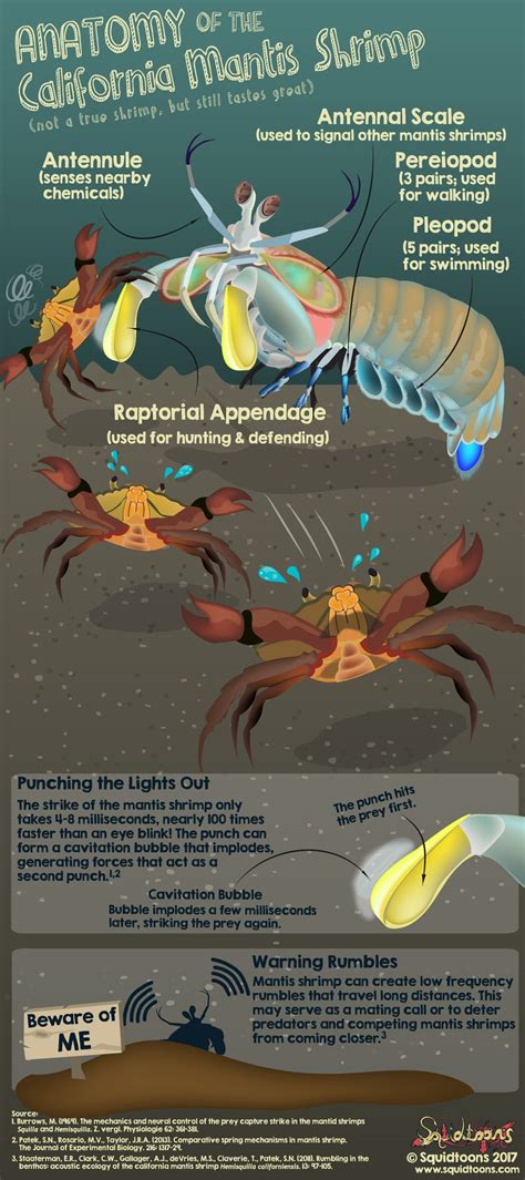 Anatomy of the California Mantis Shrimp - Squidtoons | Mantis shrimp, Anatomy, Shrimp