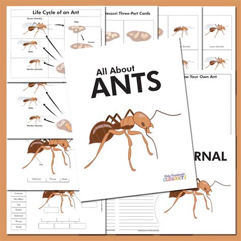 Life Cycle of an Ant Unit Study - Only Passionate Curiosity