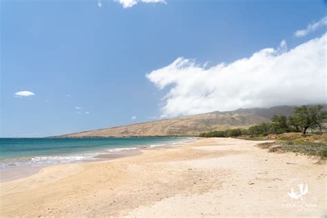 🏝 Maalaea Beach, Maui: Ultimate Visitor's Guide (2024)