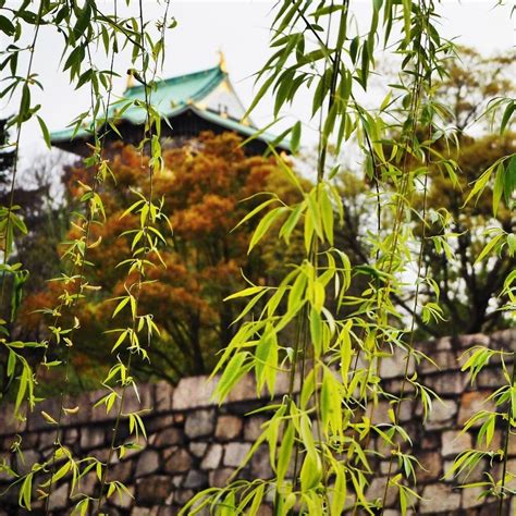 Osaka castle in winter. : japanpics