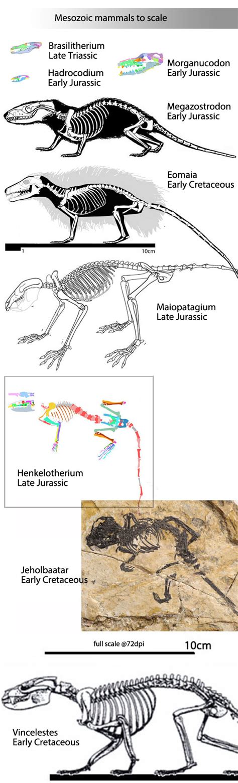 Mesozoic mammals to scale | Science and Technology | Before It's News