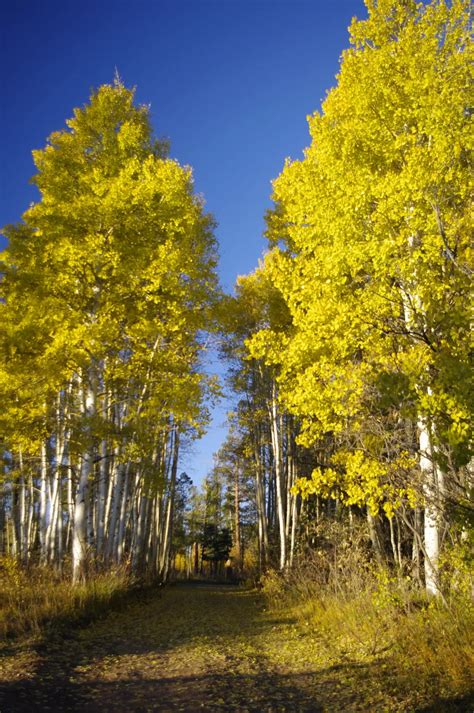 The Kaibab National Forest in northern arizona has many backroads. This one was framed by a ...