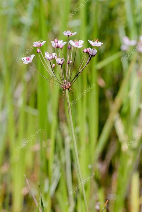 Butomus Umbellatus Flowers — Stock Photo © Maxal_Tamor #114871016