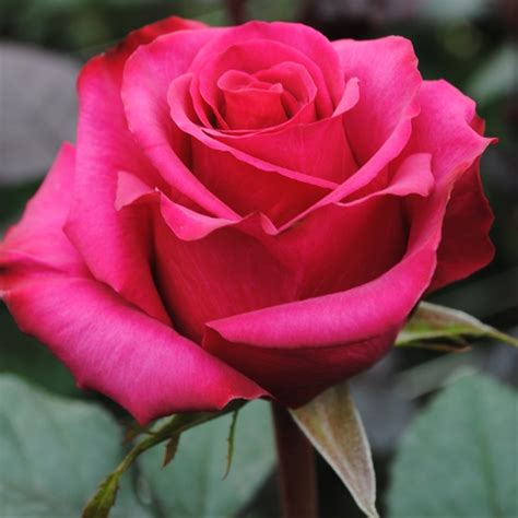 Roseberry - Standard Rose - Roses - Flowers by category | Sierra Flower Finder