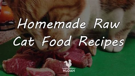 Homemade Raw Cat Food Recipes • New Life On A Homestead