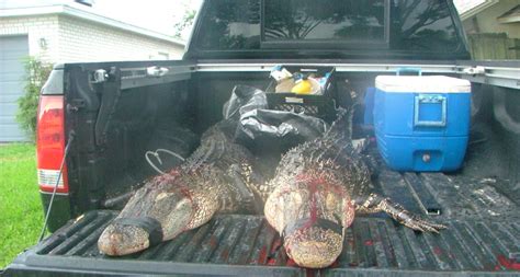 Alligators - Animal Rights Foundation of Florida