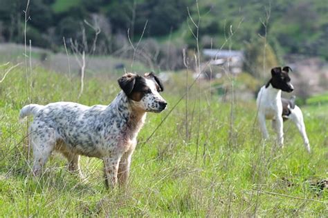 Small pack of small dogs in Ed Levin Park | While coming bac… | Flickr