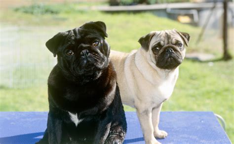 Pug - Burke's Backyard