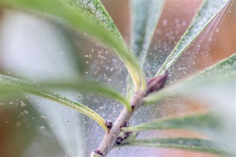 How to Get Rid of Spider Mites on Houseplants for Good