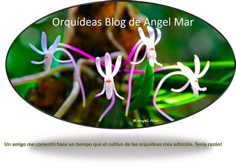 Orquídeas Blog de Angel Mar: Anacamptis pyramidalis (Una orquídea con ...