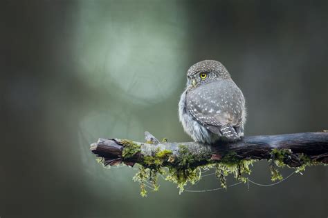 Northern Pygmy Owl – Lillooet Wild