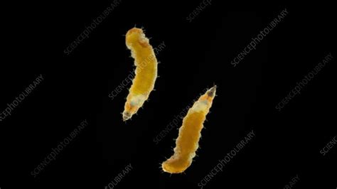 Gall midge larvae, microscopy - Stock Video Clip - K011/0064 - Science ...