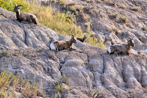 Wildlife in Badlands, South Dakota - Encircle Photos